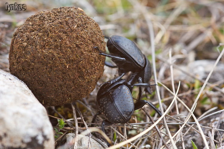 Scarabaeus variolosus